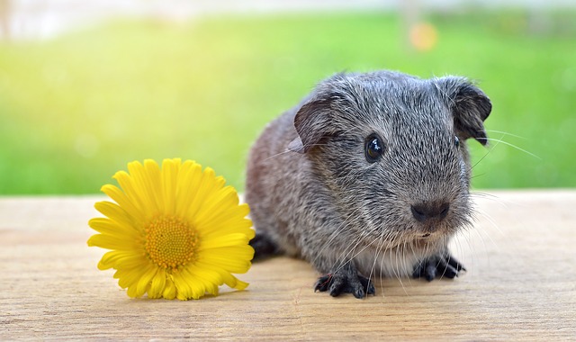 AUDIO LESSON Accent reduction -12 animal idioms